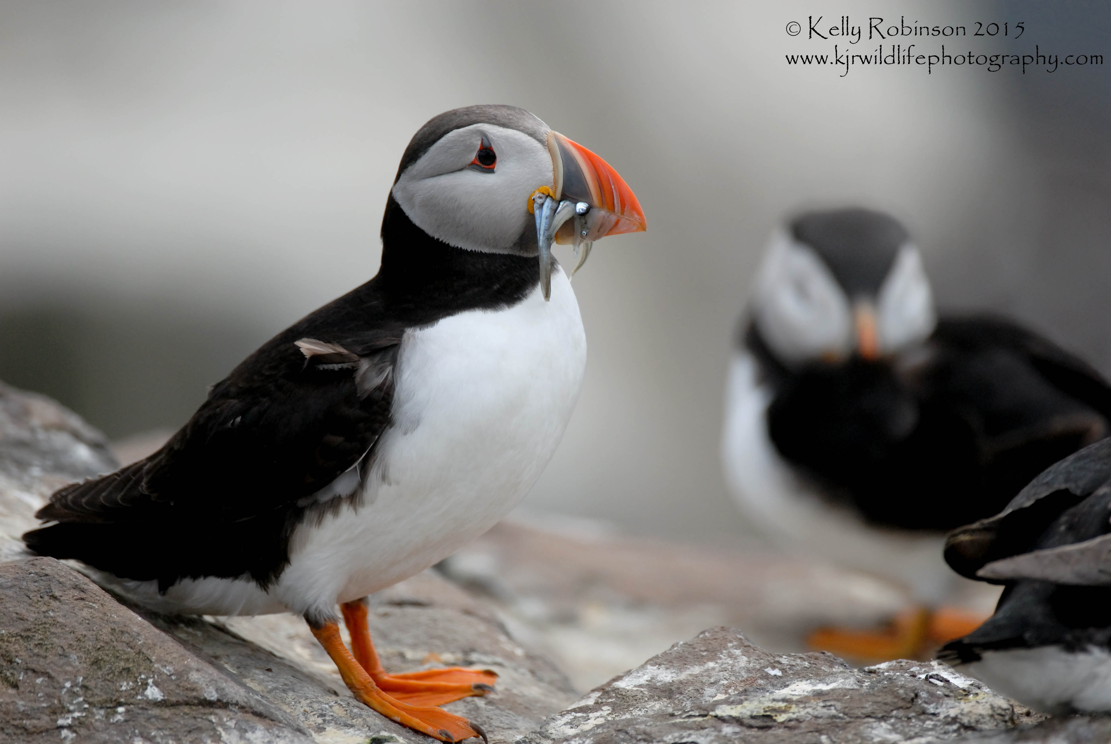 Puffin with sand eels