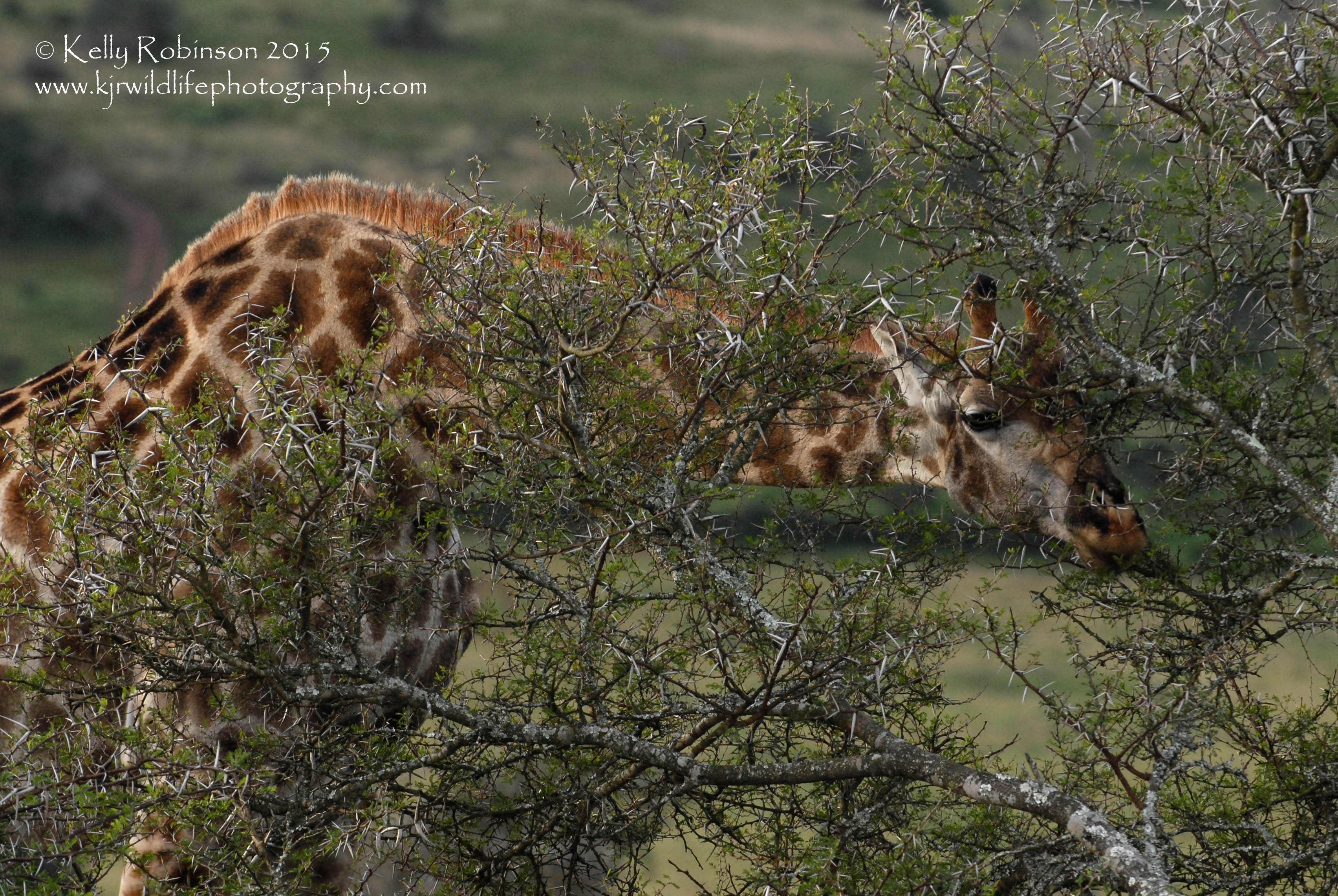 Southern Giraffe eating acacia 