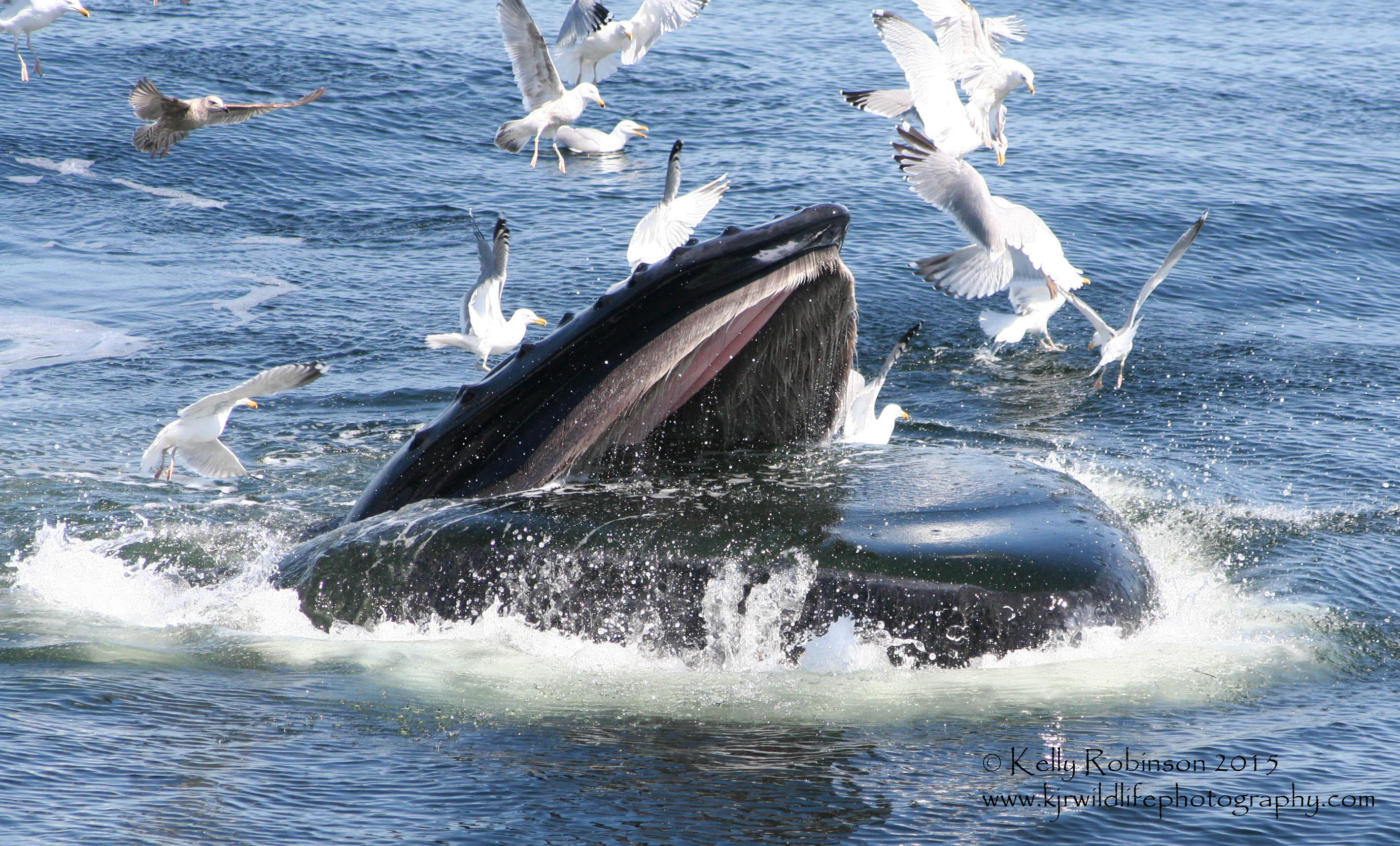 Humpback Whale (Etch-a-sktech) Feeding